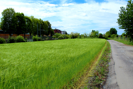 Rural unpaved road and green wheat fieldの写真素材