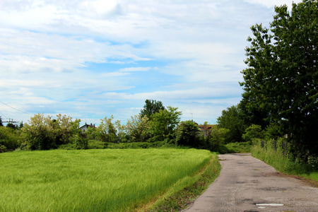 Rural unpaved road and green wheat fieldの写真素材
