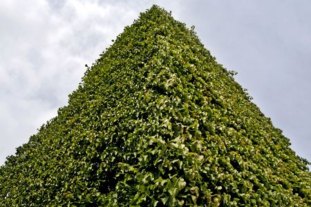 Hedge from treesの写真素材