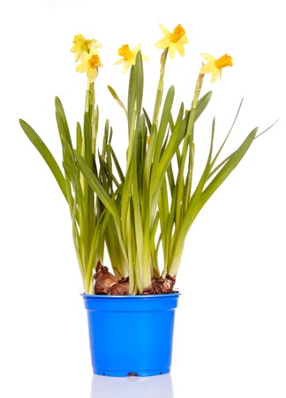 yellow narcissus isolated on a white background の写真素材
