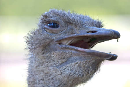 Angry ostrichの写真素材