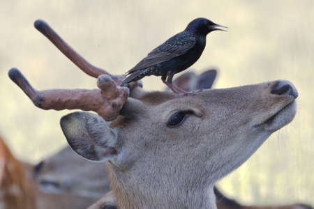 Deer and birdの写真素材
