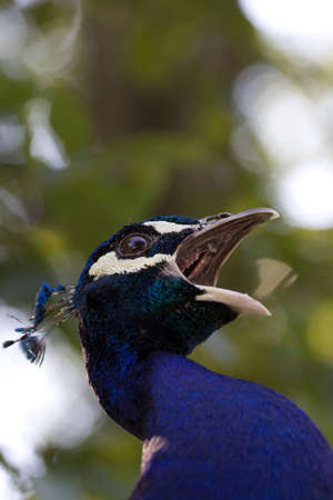 Calling peacockの写真素材