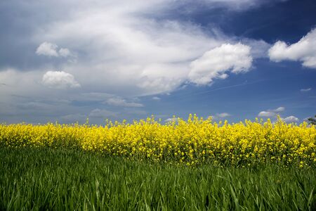 yellow field of blooming rape with some white cloudsの写真素材