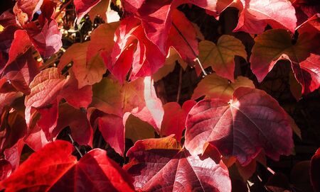 autumn red leaves of vineの写真素材
