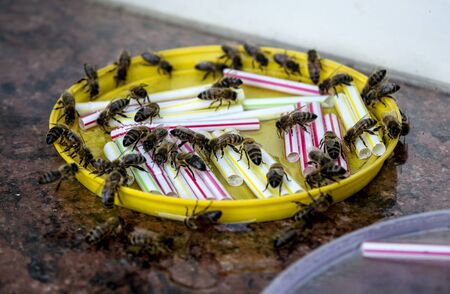 thirsty bees drinking water from bowl drinker