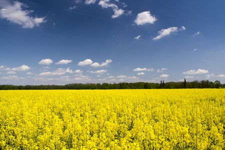 field of yellow blooming rapeseed flowers small forest and blue sky with cloudsの写真素材
