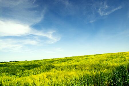 light clouds over green fieldの写真素材