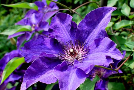 close-up on the purple clematis flowerの写真素材