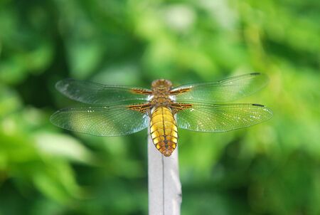 close-up on the dragonfly sitting on the stick in the gardenの写真素材