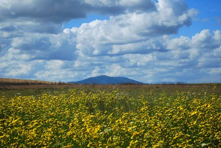 meadow full of yellow flowers and Sleza mountain in backgroundの写真素材
