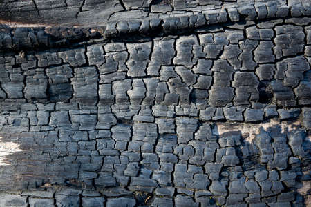 black structure of charred woodの写真素材