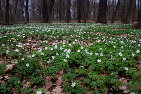carpet of white flowers in a spring forestの写真素材