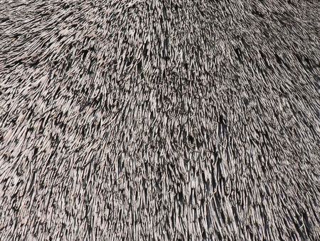 Close up of an old weathered thatch roof.の写真素材
