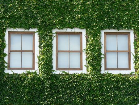 Three wooden windows surrounded by beautiful green ivy.の写真素材