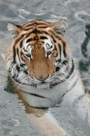 Ussuriyskiy tiger in waterの写真素材