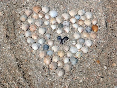 Heart from seashellの写真素材