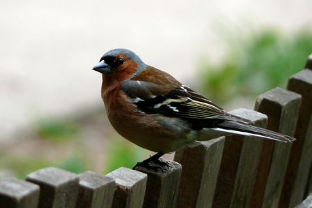 Bird on a fence.の写真素材
