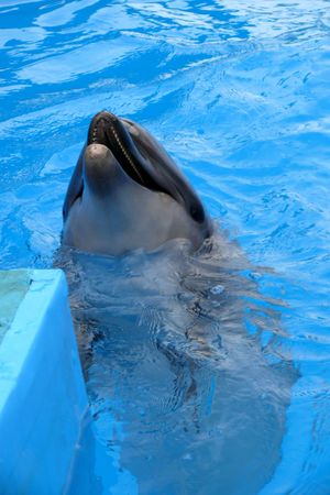 Dolphin Afolinaの写真素材