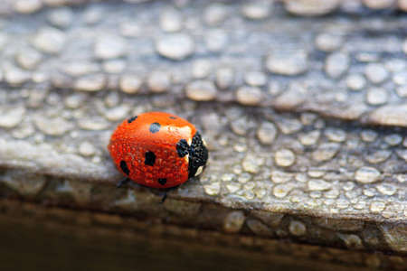 Dew Covered Ladybug waits for the Sun to Dry Out