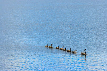 Goose, Gander and Goslings Swimming in Single Fileの写真素材