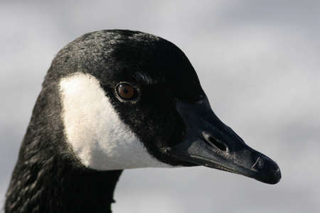 Close-Up Head Shot of a Canada Gooseの写真素材