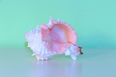 A beautiful pink conch shell with green background