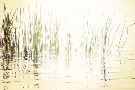 Artistic simplicity of peaceful reeds reflected in a tranquil quiet lakeの写真素材