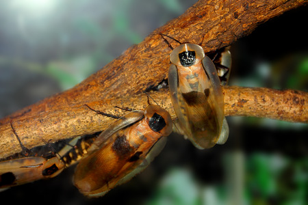 Several african cockroaches on a branch at night