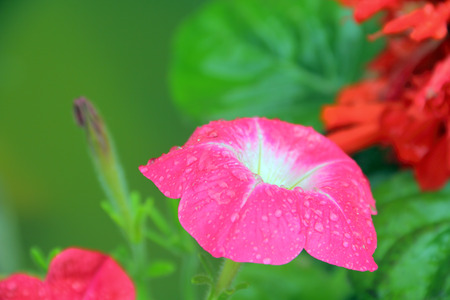 Pink Petunia blooming in garden with dewdropsの写真素材
