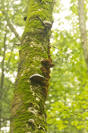 Mushrooms and moss cover a tree trunk deep in the forest