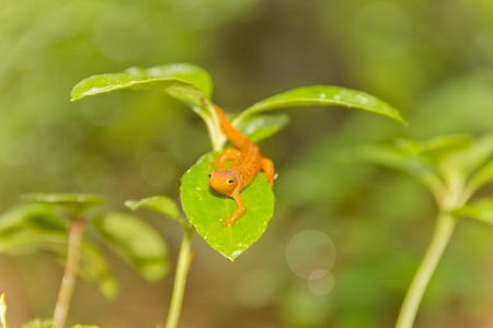 A salamander catching some sun on a leaf in the woodsの写真素材