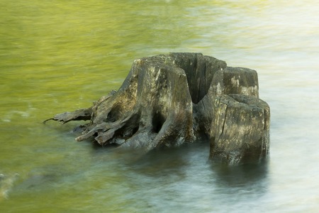 A decaying stump emerges among peaceful ripples in a lakeの写真素材