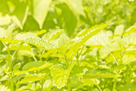 Lemon balm leaves ready to be picked and brewed into a soothing tea