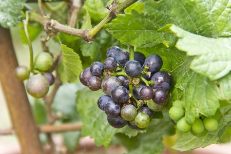 Vitis Vinifera, a new pixie grape vine with ripe grapes to be eaten or to make wine?