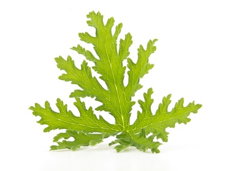 All natural citronella plant mosquito repellant leaves on whiteの写真素材