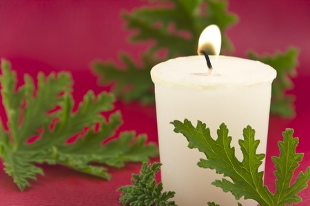 Citronella plant leaves with a citronella candle, no mosquitos の写真素材