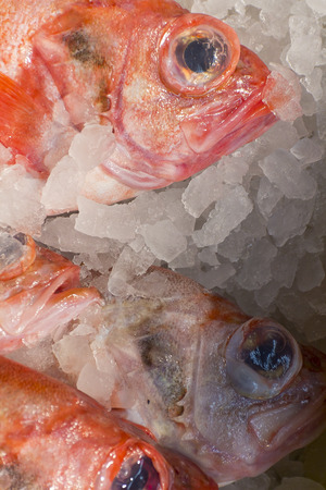 Raw red snapper on ice at a farmer's market
