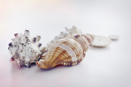 Several unique seashells on a white background with soft light