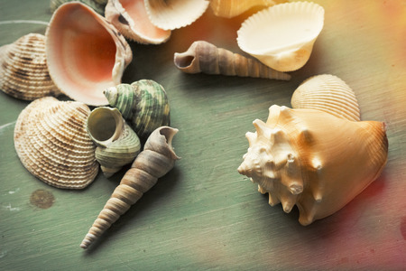 Several unique seashells on a grungy wood backgroundの写真素材