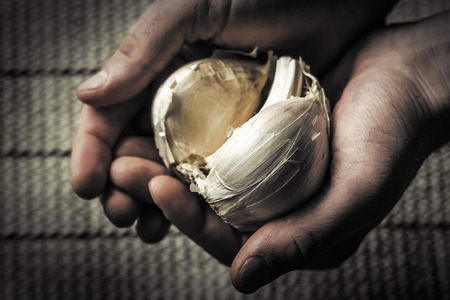 Extra large elephant garlic clasped in hands with moody lighting for farmers background photoの写真素材