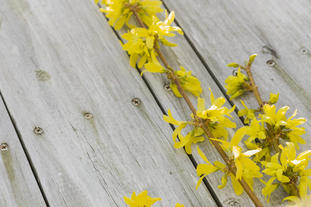 Young forsythia bushes in full bloom against an old fenceの写真素材