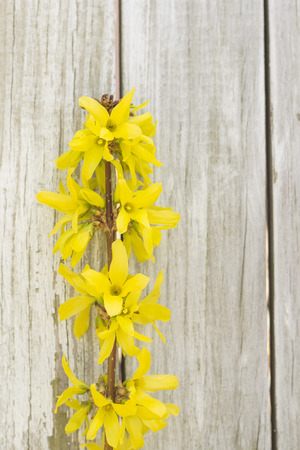 Young forsythia bushes in full bloom against an old fenceの写真素材