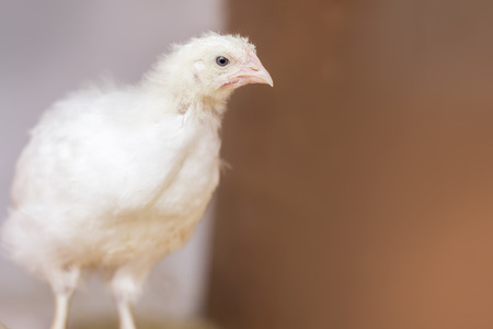 Adolescent chicken perched in chicken coop in farm backgroundの写真素材