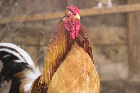 Sicilian Buttercup Rooster prowling its coop in farm backgroundの写真素材