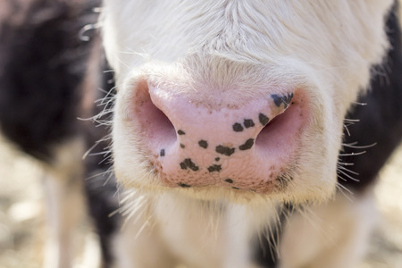 Scottish Galloway beef Cow in farm pen in early springの写真素材