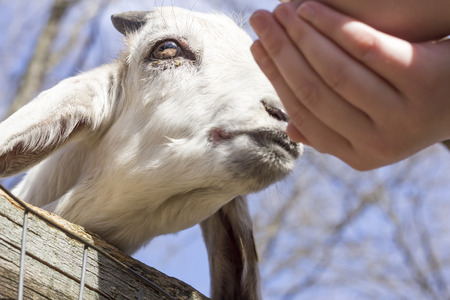 Feeding a small goat at a petting zoo in early springの写真素材