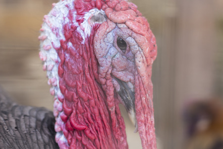 Ugly breed of Wild Turkey close up nasty and scary lookingの写真素材
