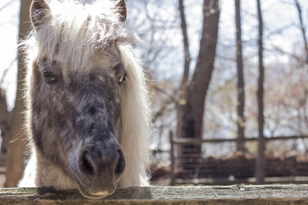 Grey pony with thick fur and silver mane looks over his fence in this farm portraitの写真素材