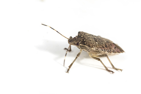 Annoying household brown marmorated stink bug in macro close up photo